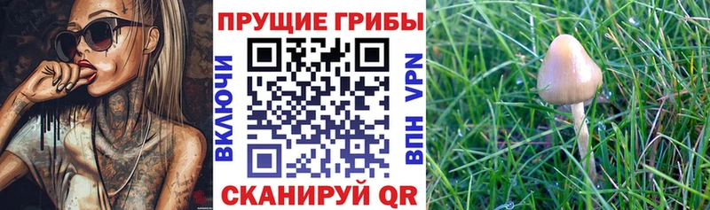 магазин    Курчалой  Галлюциногенные грибы Psilocybe 